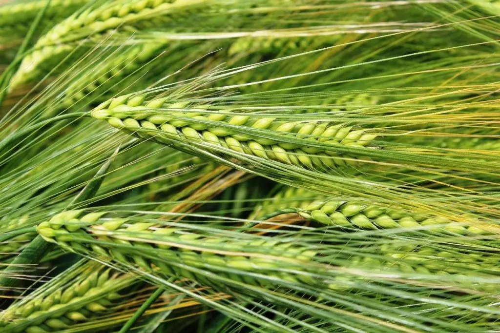 купить пшеницу оптом, экспорт пшеницы Казахстан