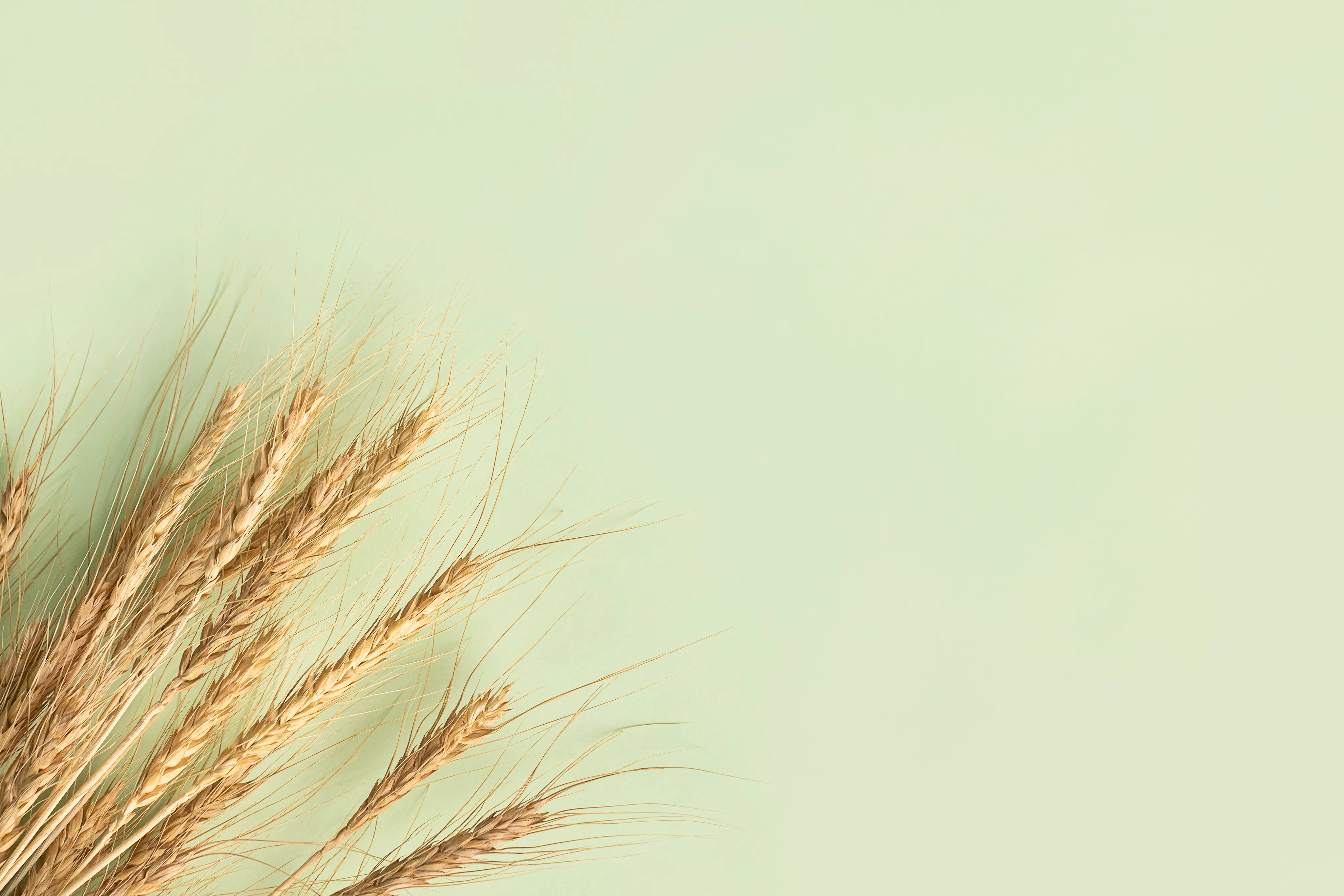 Контроль качества зерна — лабораторные тесты и сертификация Baltic Control