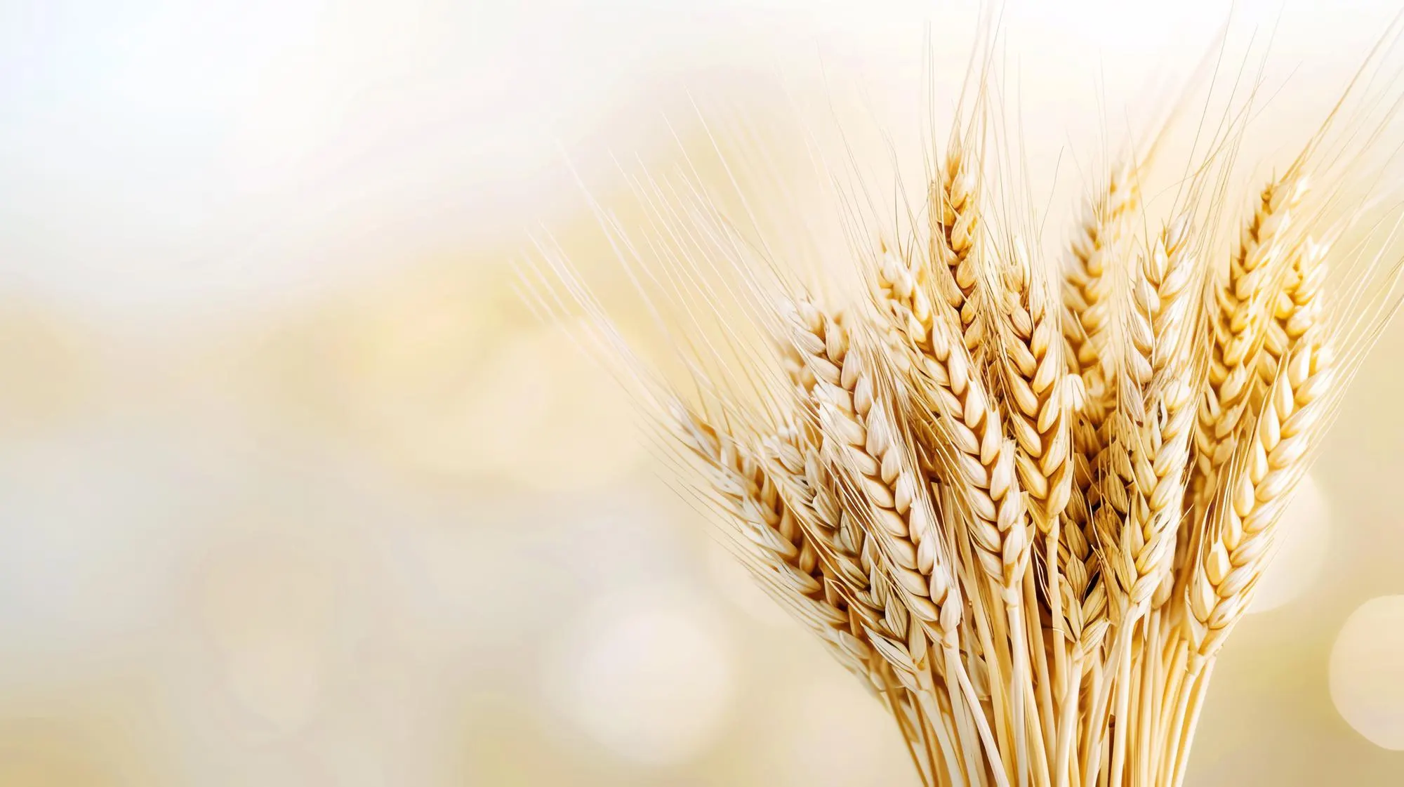 этапы организации логистики зерна TMK